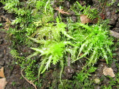 Sphagnum squarrosum