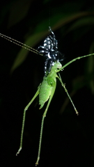 Phiale guttata