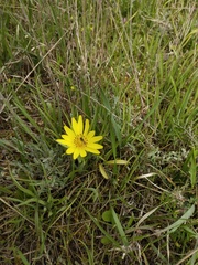 Pseudopodospermum molle