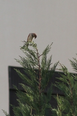 Passer domesticus
