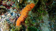 Ptilocaulis walpersii