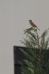Passer domesticus