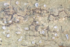 Chapsa leprocarpa