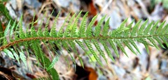 Polystichum neolobatum