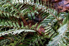 Polystichum neolobatum