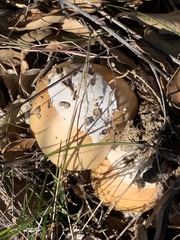 Amanita velosa