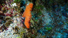 Ptilocaulis walpersii