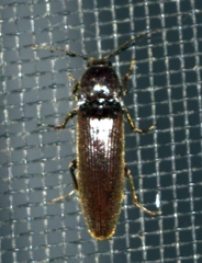 Melanotus castanipes