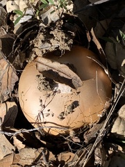 Amanita velosa