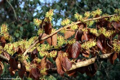Hamamelis mollis