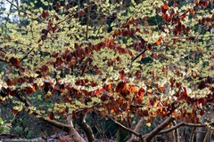 Hamamelis mollis