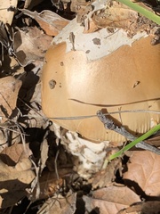 Amanita velosa