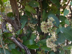 Ixora pavetta