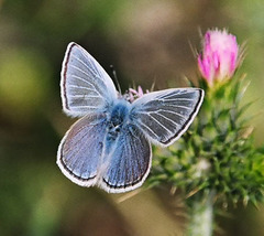 Icaricia icarioides missionensis
