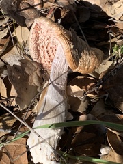 Amanita velosa