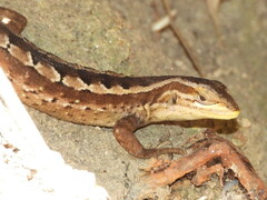 Liolaemus cyanogaster