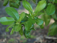 Myrsine cubana