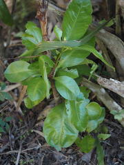Myrsine cubana