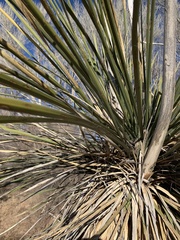 Yucca elata