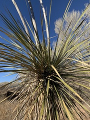 Yucca elata