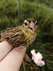 Euplectes orix