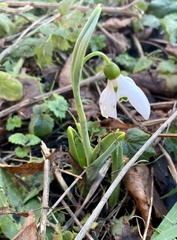 Galanthus elwesii