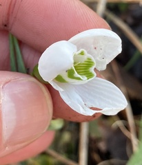Galanthus elwesii