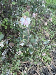Arctostaphylos tomentosa