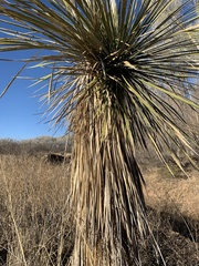 Yucca elata