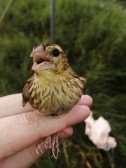 Euplectes orix