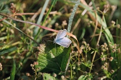Icaricia icarioides missionensis