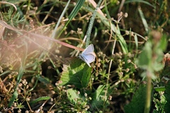 Icaricia icarioides missionensis