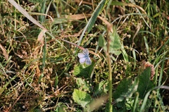 Icaricia icarioides missionensis