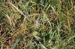 Icaricia icarioides missionensis