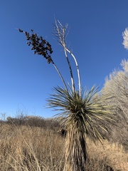 Yucca elata