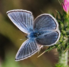 Icaricia icarioides missionensis