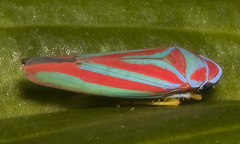 Graphocephala coronella