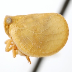 Acanalonia parva