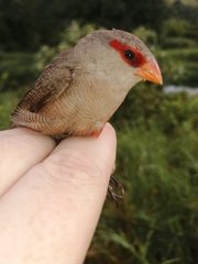 Estrilda astrild