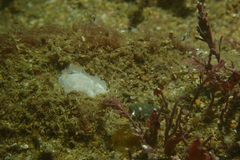 Goniodoris nodosa