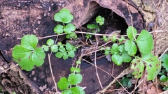 Geum urbanum