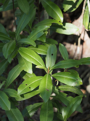 Gordonia lasianthus