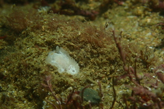 Goniodoris nodosa