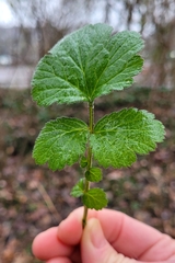 Geum urbanum