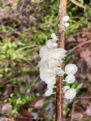 Marasmiellus candidus