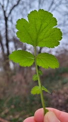 Geum urbanum