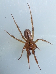 Stemonyphantes lineatus