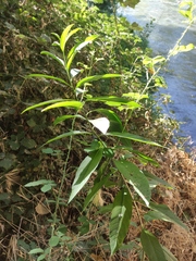 Cestrum parqui
