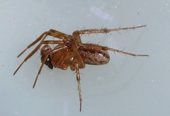 Stemonyphantes lineatus