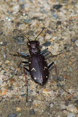Cicindela longilabris